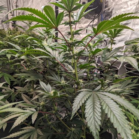 Pineapple Kush 1 - 4R growlog timeline photo