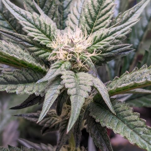 Pineapple Kush 1 - 4R growlog timeline photo