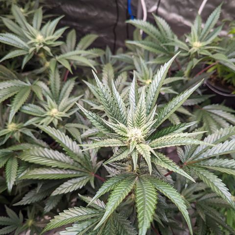 Pineapple Kush 1 - 4R growlog timeline photo