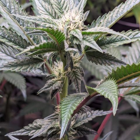 Pineapple Kush 1 - 4R growlog timeline photo