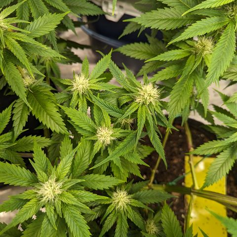 Lemon Shining Silver Haze 1 - 2 growlog timeline photo