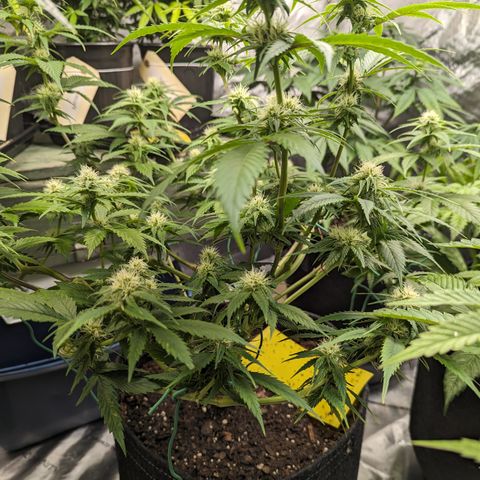 Lemon Shining Silver Haze 1 - 2 growlog timeline photo