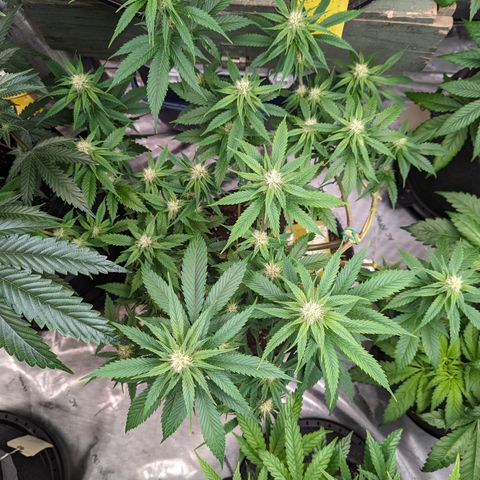 Lemon Shining Silver Haze 1 - 2 growlog timeline photo