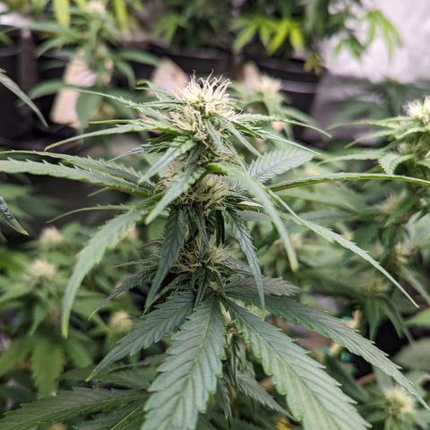 Lemon Shining Silver Haze 1 - 2 growlog timeline photo