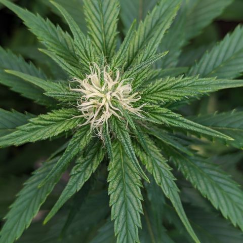 Lemon Shining Silver Haze 1 - 2 growlog timeline photo