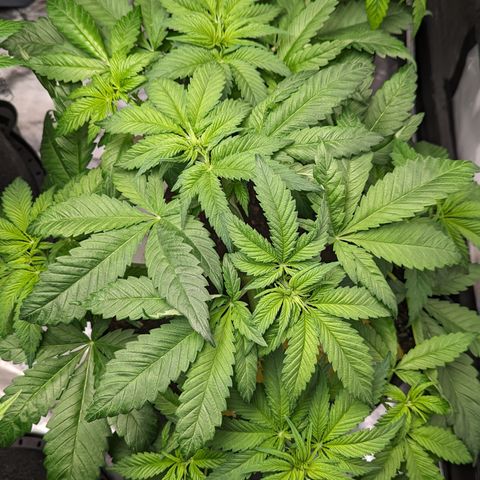 Sundae Driver growlog timeline photo