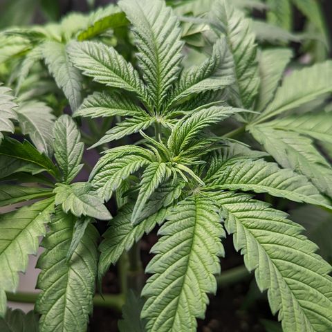 Sundae Driver growlog timeline photo