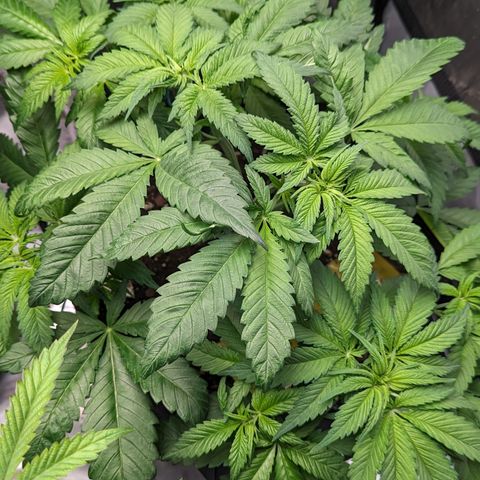 Sundae Driver growlog timeline photo