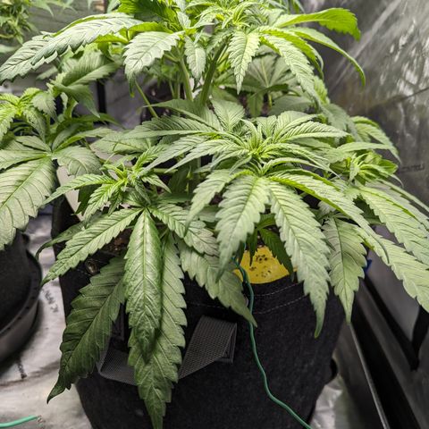 Sundae Driver growlog timeline photo