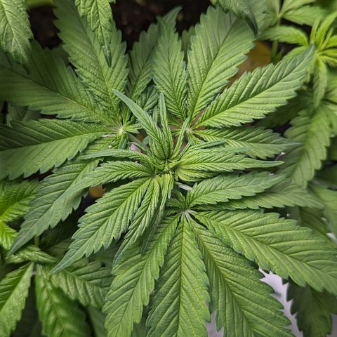 Sundae Driver growlog timeline photo