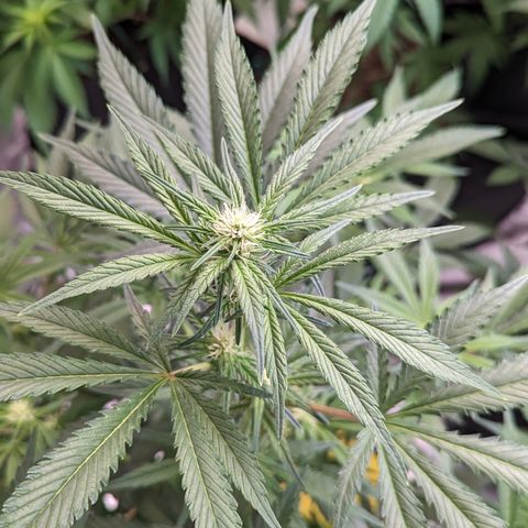 Honey Cream 1 - 3 growlog timeline photo