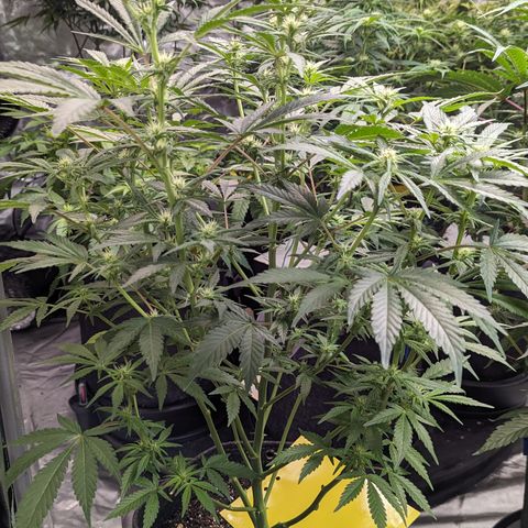 Honey Cream 1 - 3 growlog timeline photo