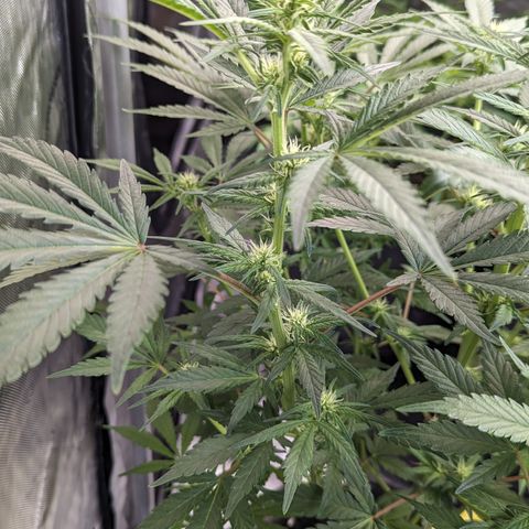 Honey Cream 1 - 3 growlog timeline photo