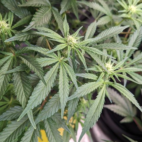 Honey Cream 1 - 3 growlog timeline photo
