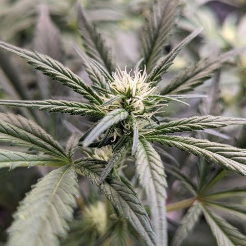 Honey Cream 1 - 3 growlog timeline photo
