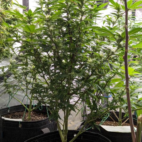 Chocolate Haze 3 - 4R growlog timeline photo