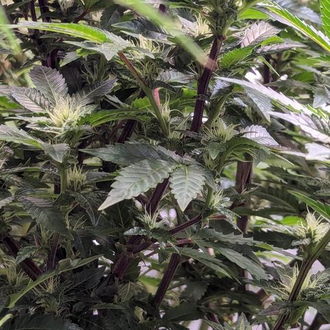 Chocolate Haze 3 - 4R growlog timeline photo