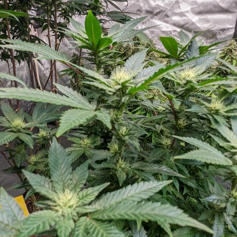 Chocolate Haze 3 - 4R growlog timeline photo