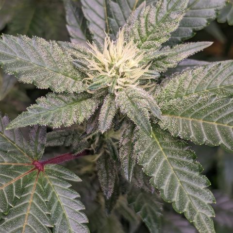 Chocolate Haze 3 - 4R growlog timeline photo