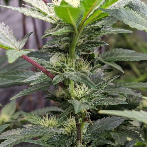 Chocolate Haze 3 - 4R growlog timeline photo
