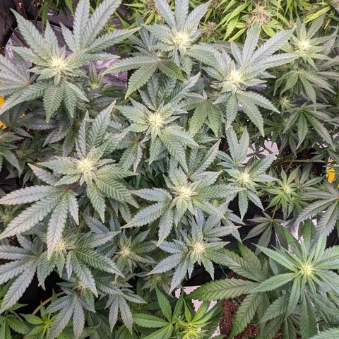 Chocolate Haze 3 - 4R growlog timeline photo
