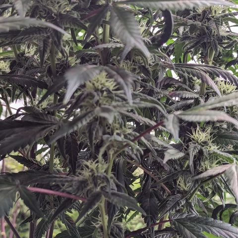 Pineapple Express 2 -2 growlog timeline photo