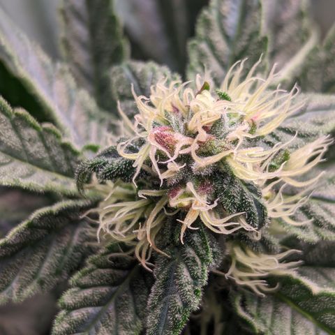 Pineapple Express 2 -2 growlog timeline photo