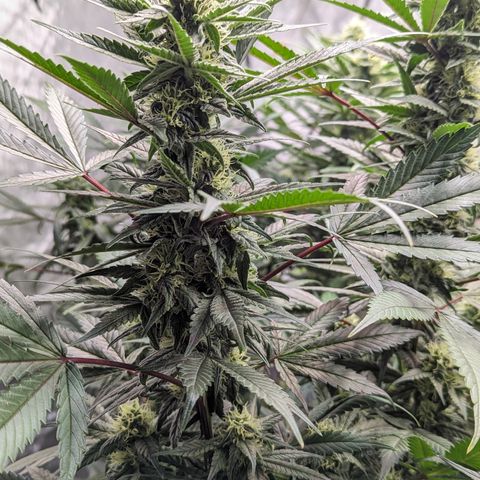 Pineapple Express 2 -2 growlog timeline photo