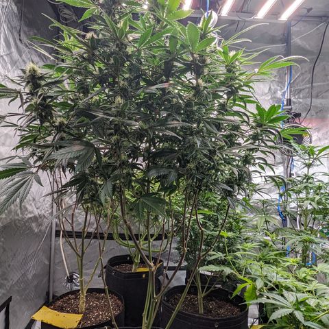 Pineapple Express 2 -2 growlog timeline photo