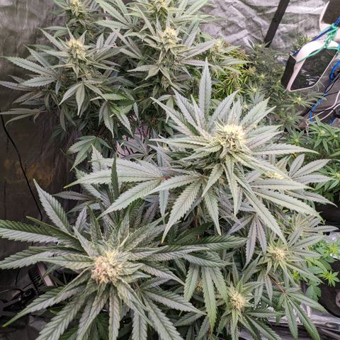 Pineapple Express 2 -2 growlog timeline photo