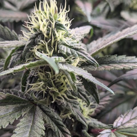 Pineapple Express 2 -2 growlog timeline photo