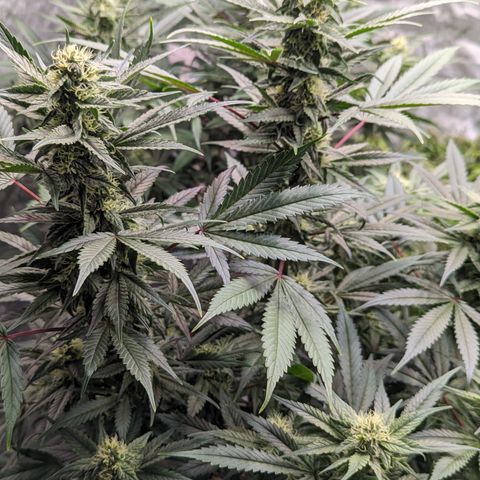 Pineapple Express 2 -2 growlog timeline photo