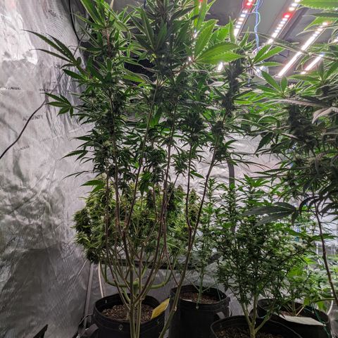 Pineapple Express 2 - 3 growlog timeline photo