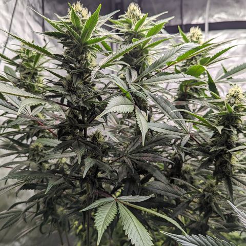 Pineapple Express 2 - 3 growlog timeline photo