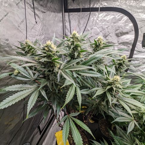 Pineapple Express 2 - 3 growlog timeline photo