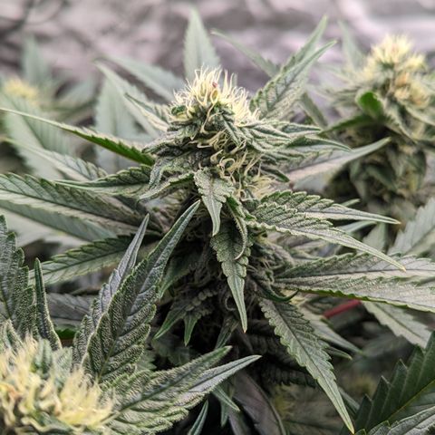 Pineapple Express 2 - 3 growlog timeline photo