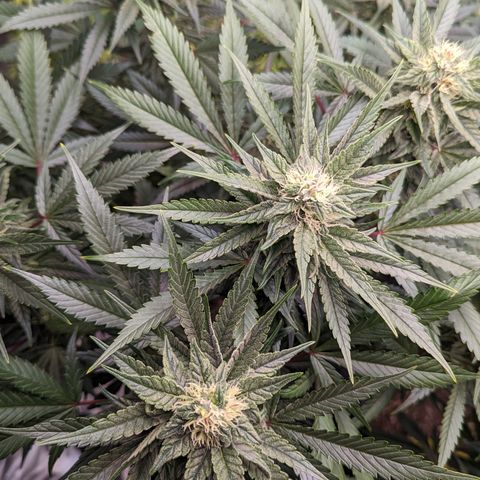 Pineapple Express 2 - 3 growlog timeline photo
