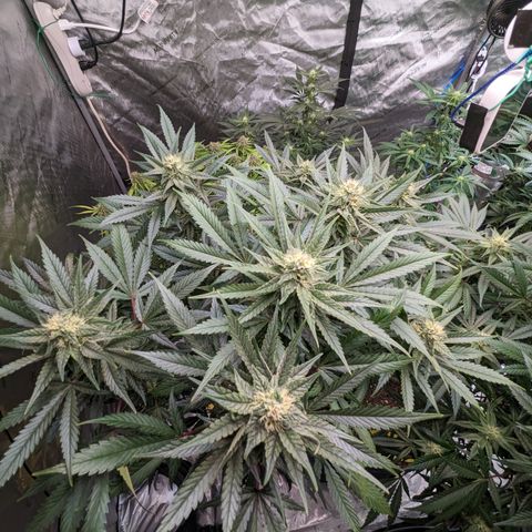 Pineapple Express 2 - 3 growlog timeline photo