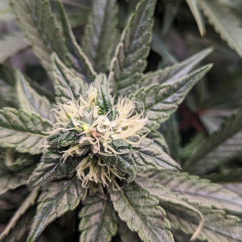 Pineapple Express 2 - 3 growlog timeline photo