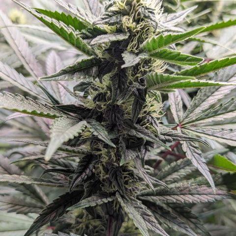 Pineapple Express 2 - 3 growlog timeline photo