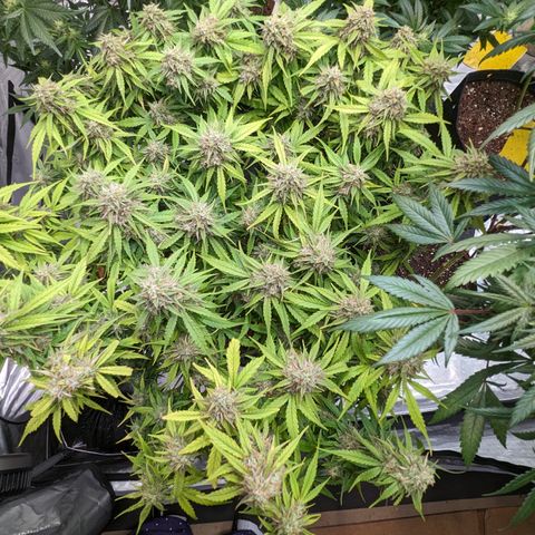Special K growlog timeline photo