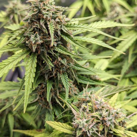 Special K growlog timeline photo