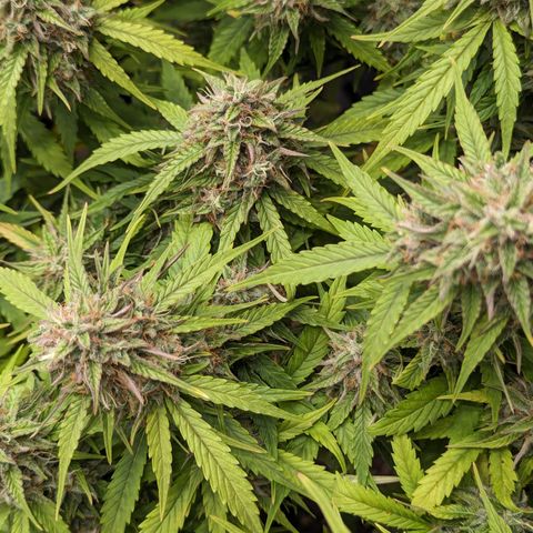 Special K growlog timeline photo