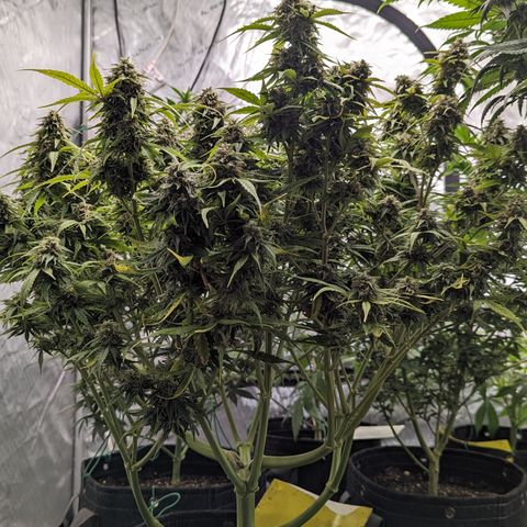 Special K growlog timeline photo