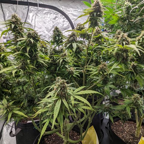 Special K growlog timeline photo