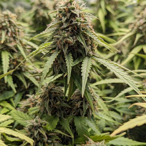 Special K growlog timeline photo