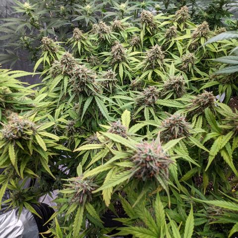 Special K growlog timeline photo