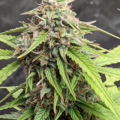 Special K growlog timeline photo