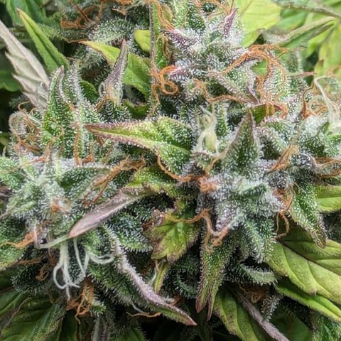 Special K growlog timeline photo