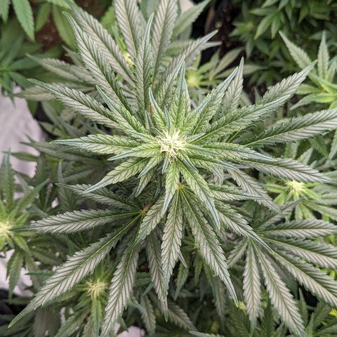 Honey Cream 1 - 4R growlog timeline photo